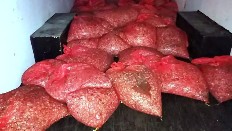 Samsun’da 1,5 Ton Kaçak Midye Operasyonu: Sağlık Tehditleri ve Yasa Dışı Ticaret