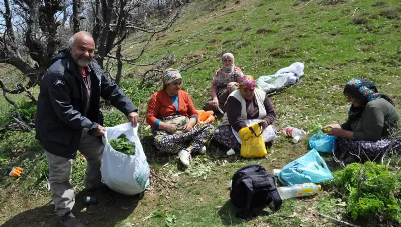 Yürüyerek Topladıkları Mantarla Ailelerin Geçim Kaynağı Oluyorlar
