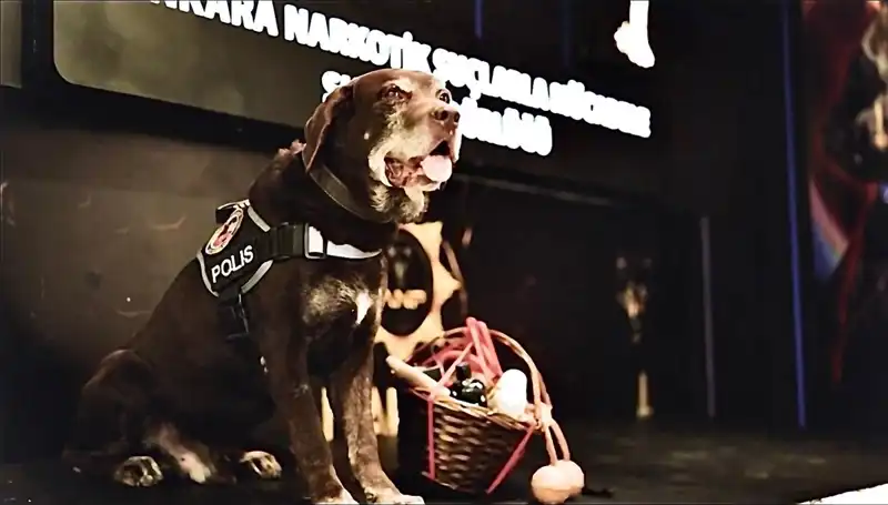 Ankara’nın Emektar Narkotik Köpeği Toma, 11 Yılın Ardından Emekli Oldu!