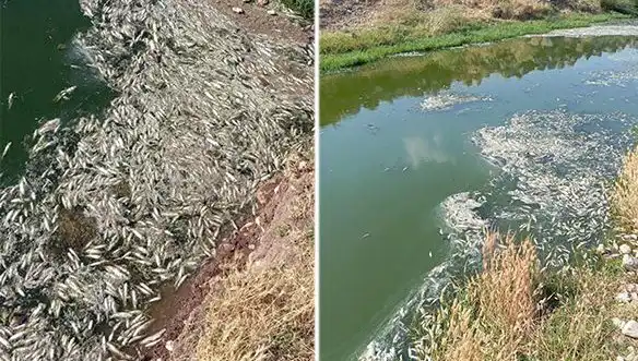 Karasu Çayı'ndaki Balık Ölümleri: Çevresel Sebepler ve Üst Düzey İnceleme