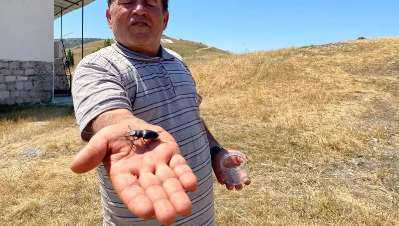 Sivas'ta Tehdit Oluşturan Böceği Öldürenlere 557 Bin TL Ceza Kesilecek!