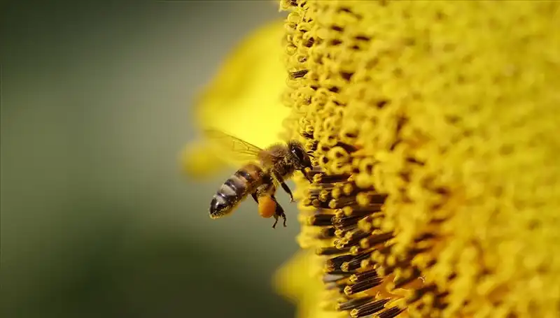 Kır Çiçeklerinde Zehir Birikip Arıların Ölümüne Neden Oluyor!