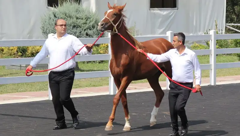 Taşkın Kral, Rekorlarla Dolu Bir Şampiyonluk Dönemi Yaşadı