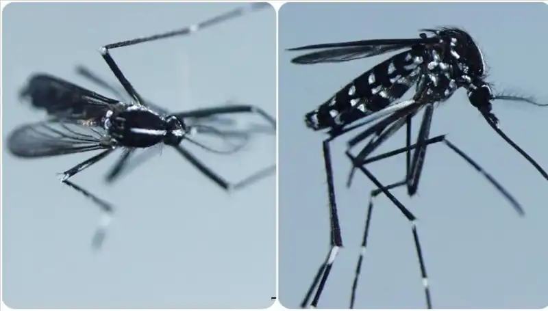 Chikungunya Virüsü Nedir? Belirtileri ve Etkileri Hakkında Bilmeniz Gerekenler