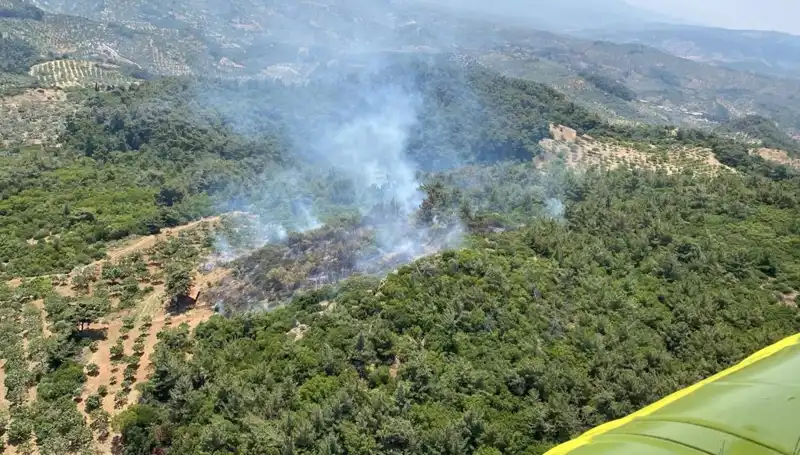 Aydın’da Orman Yangını: Ekipler Hızla Müdahale Ediyor