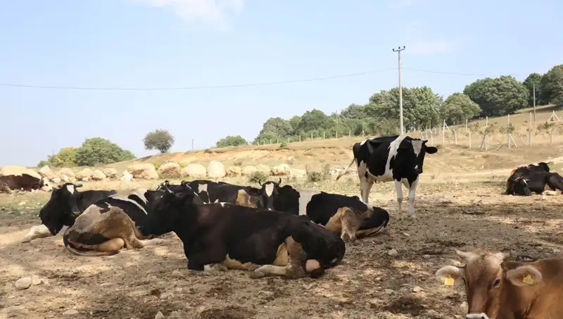 Şap Hastalığına Karşı Sıkı Önlemler: 22 Köyde Giriş-Çıkış Yasaklandı