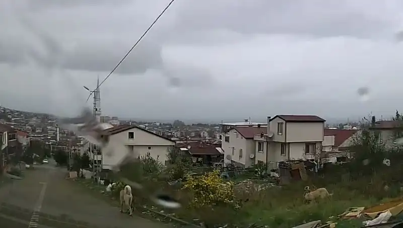 Sahipsiz Köpeklerin Saldırısı: 5 Yaşındaki Çocuk Hastaneye Kaldırıldı