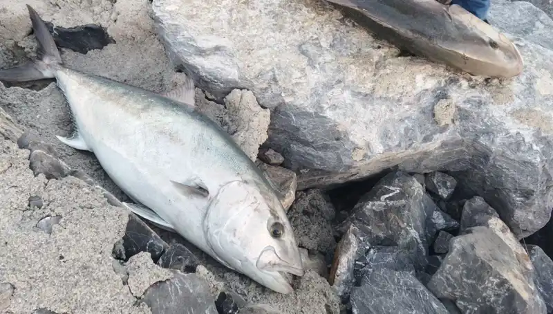 Balıkçı, Oltayla Yakaladığı 65 Kilo Balığı 18 Bin TL’ye Sattı!