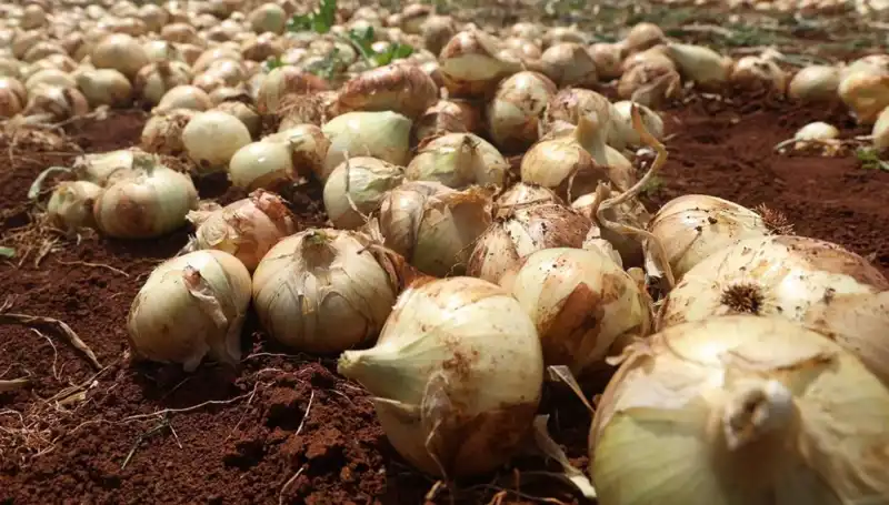 Hatay’da Soğan Hasadı Başladı: Çiftçinin Yüzü Rekoltede Güldü!