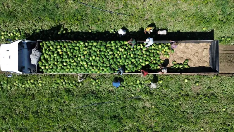 Bafra Ovası’nda 94 Bin 500 Ton Karpuz Rekoltesi Beklentisi Heyecan Yarattı