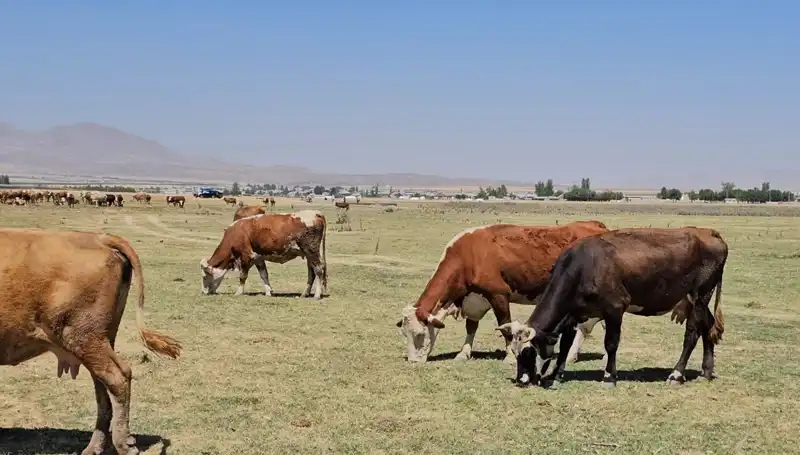 Arin Gölü'nün Kuruması: Doğal Hayat ve Tarım Tehlikede!