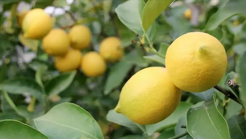 Limonun Fahiş Fiyatı: Adedi 24 Lira Olunca Alışverişte Kriz Ortamı!