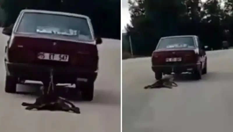 Otomobilin Arkasında Köpeğini Sürükleyen Sürücü, Hayvanseverleri Şok Etti!