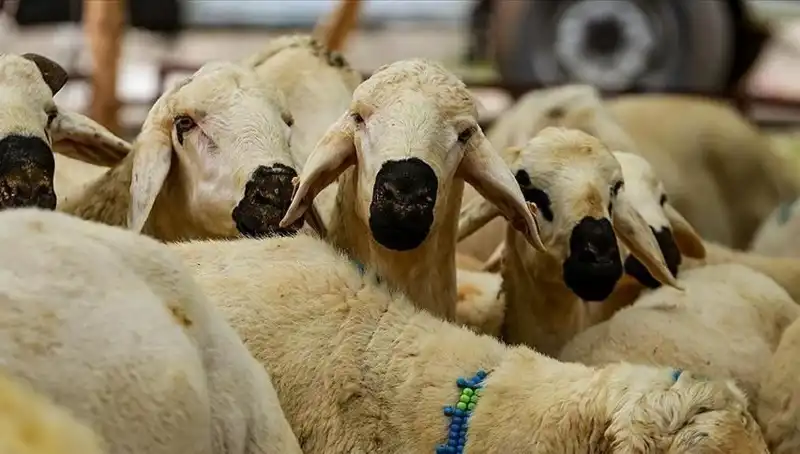 2025 Kurban Bayramı'nda Kurban Kesimi: Farz mı, Vacip mi? 10 Soruda Öğrenin!