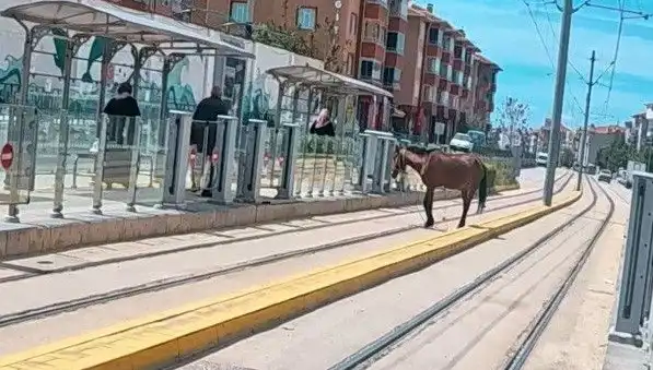 Eskişehir'de Tramvay Raylarında Başımızı Döndüren Olay: Başıboş At Şaşkınlığı!