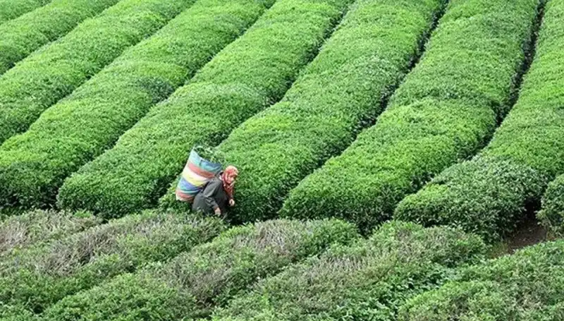 Bayramda ÇAYKUR'dan Müjdeli Haber: Yaş Çay Alımları Devam Ediyor!