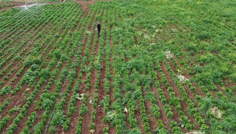 Kuraklık Marul Hasadını Etkiledi: Çiftçiler Zor Günler Geçiriyor