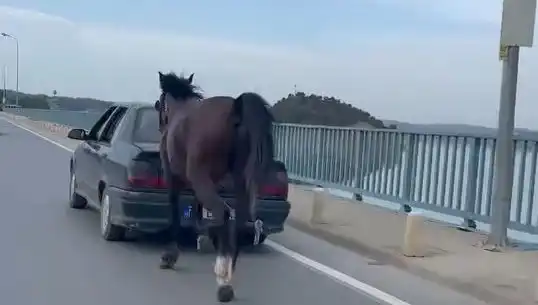 Adana'da Bir Atı Eziyet Ettiren Şahıs Tutuklandı: Hayvan Hakları İhlali