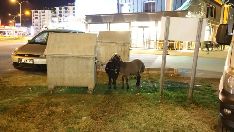 Mor Karaman Koyunları Yolda Bırakıldı: Neler Oluyor?