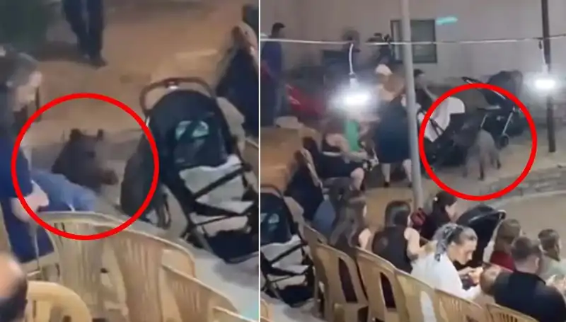 Düğün Törenine Yaban Domuzu Baskını: Misafirler Feci Şaşırdı!