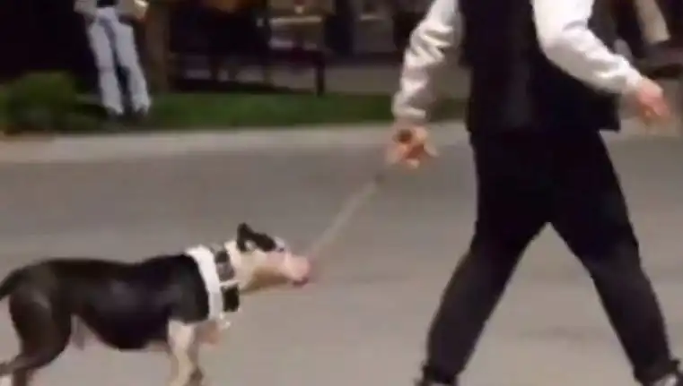 Ağızlıksız Pitbull’un Saldırısı: Sahip Cezalandırıldı