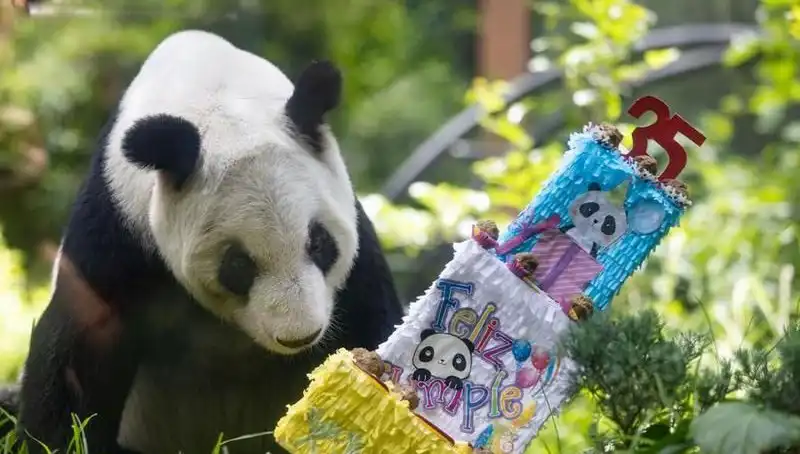 Dev Panda Xin Xin, 35'inci Yaşında Unutulmaz Bir Kutlama ile Eğlendi