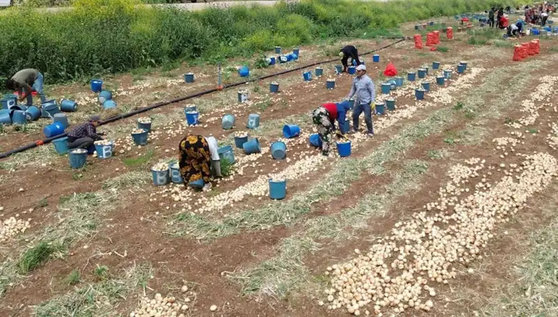 Soğan Hasadı Başladı! Fiyatlarda Düşüş Bekleniyor