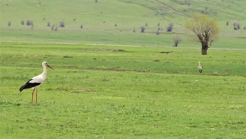 Leyleklerin Muş Ovası’na Dönüşü: Doğanın Yeniden Canlanması