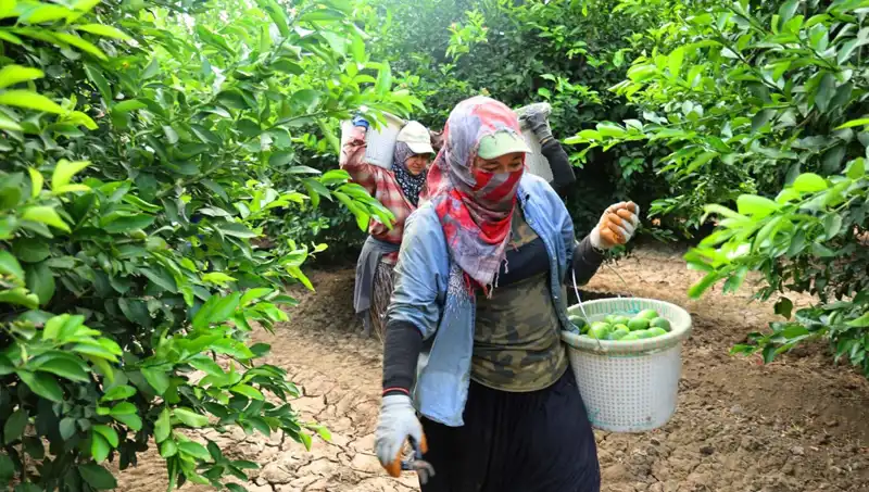 Market Fiyatları Yükselirken, Yeni Hasat Umut Vadediyor
